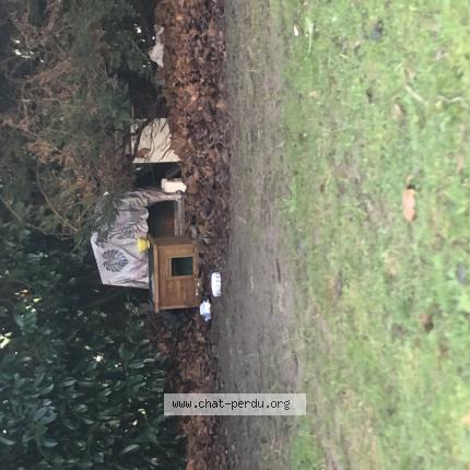 Photo 3/3 Found cat Found in Rouen