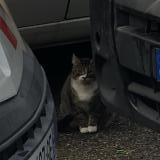 Picture of cat found at Bruges