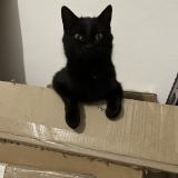 Picture of cat lost at Santa Lucia Di Moriani