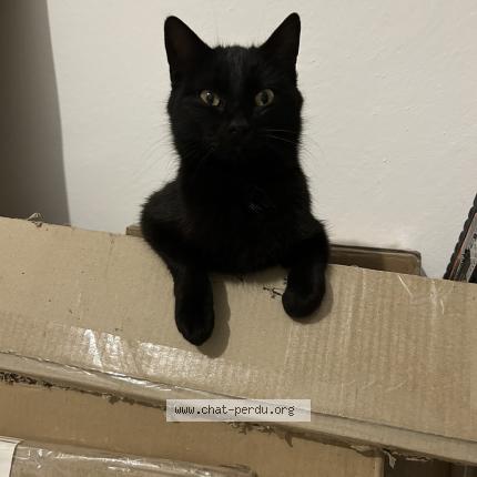 Photo 1/1 Isis Chat lost in Santa lucia di moriani