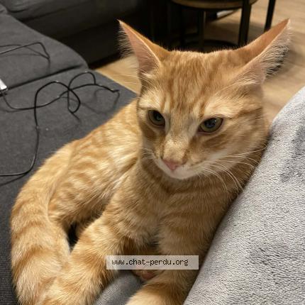 Foto 1/1 Kat teruggevonden Vermist in Kraainem