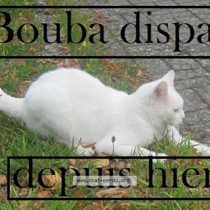 Foto van vermiste kat in Montignies Sur Roc
