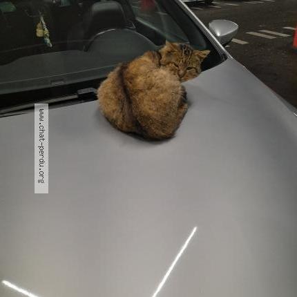 Photo 1/1 Found cat Found in Nantes