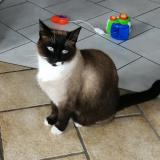 Picture of cat lost at Cambrai 59400