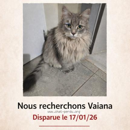 Photo 1/1 Vaiana Chat lost in Montblanc