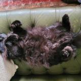 Picture of cat lost at Autheuil Tourouvre Au Perche