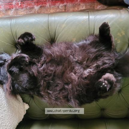 Photo 1/1 Lululu Chat lost in Autheuil tourouvre au perche