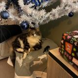 Picture of cat lost at Cers