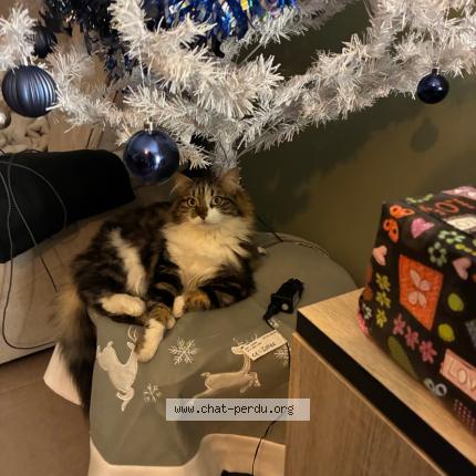 Photo 1/1 Pépi Chat lost in Cers