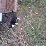 Picture of cat found at Mulhouse