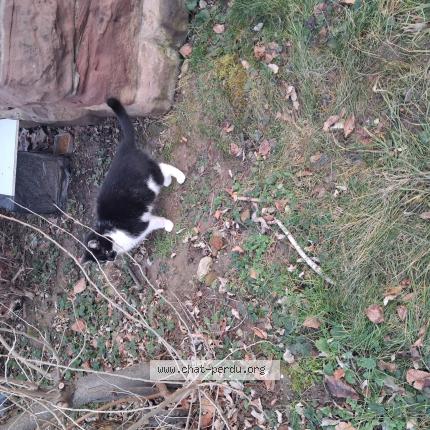 Photo 1/1 Found cat Found in Mulhouse