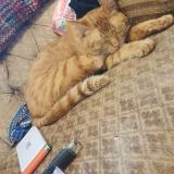 Picture of cat lost at Port Charlotte