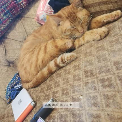 Photo 1/1 Max Chat lost in Port charlotte