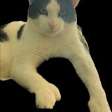 Picture of cat lost at Indianapolis