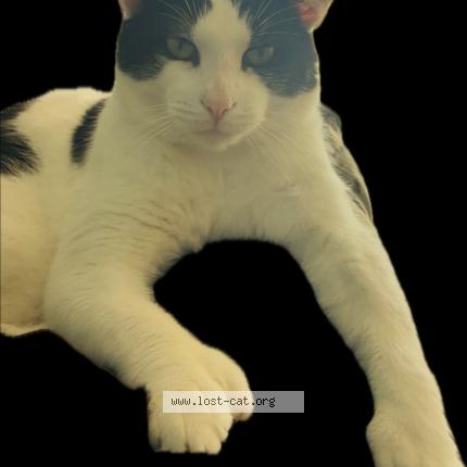 Photo 1/1 Solomon Chat lost in Indianapolis