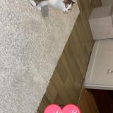 Picture of cat lost at Hericourt