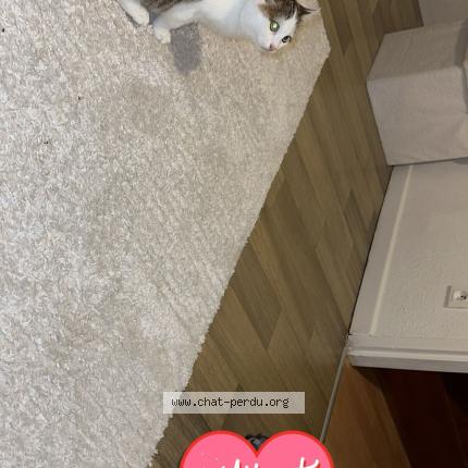 Photo 1/1 Simba Chat lost in Hericourt