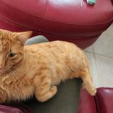 Picture of cat lost at Port Charlotte