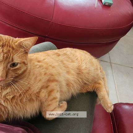 Photo 1/1 Max Chat lost in Port charlotte
