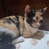 Picture of cat lost at La Roche Maurice