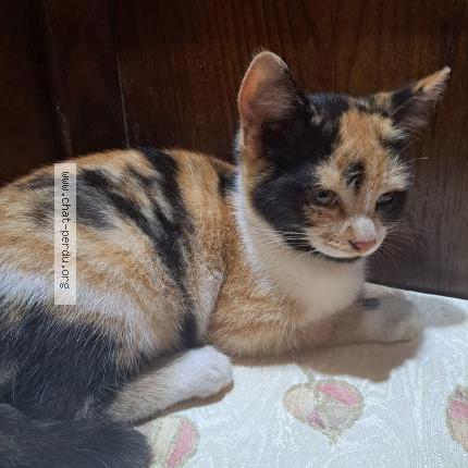 Photo 1/1 Mangue la Fripouille Chat lost in La roche maurice