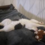 Picture of cat found at La Ferte Mace