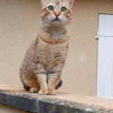 Picture of cat found at Chabris