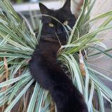 Photo of a cat found in Saint Claude