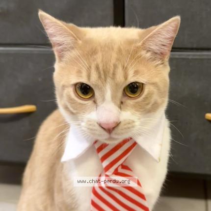 Photo 1/1 Haru Chat lost in Casteljaloux