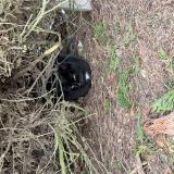 Picture of cat found at Lagord