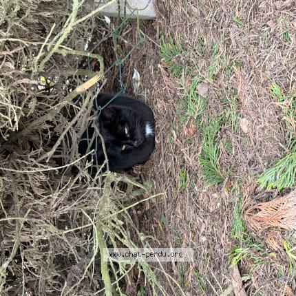 Photo 1/1 Found cat Found in Lagord