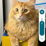 Picture of cat lost at San Diego