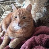 Picture of cat found at Rambouillet