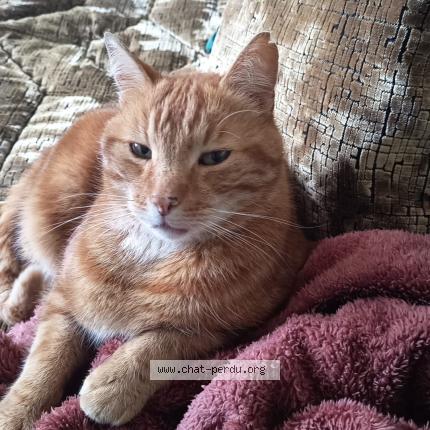 Photo 1/1 Found cat Found in Rambouillet