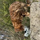 Picture of cat found at Guitres