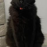 Picture of cat lost at Saint Loup Sur Semouse