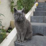 Picture of cat lost at Tremblay En France
