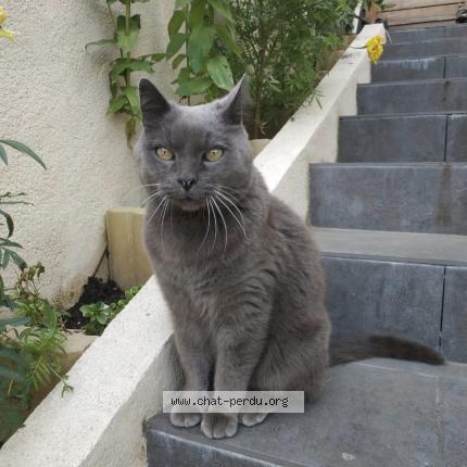 Photo 1/1 Mickey Chat lost in Tremblay en france