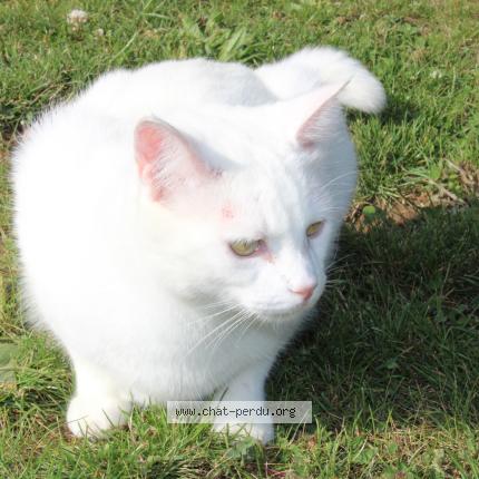 Photo 1/1 Reunited cat Lost in Blainville Sur Orne