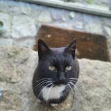 Picture of cat found at Pont Aven