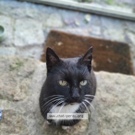 Photo 1/1 Found cat Found in Pont aven