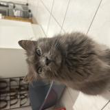 Picture of cat found at Lille