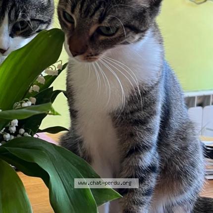 Photo 1/1 Venus Chat lost in Nogent le phaye