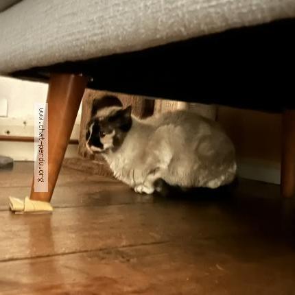 Foto 1/1 Kat teruggevonden Gevonden in Namur