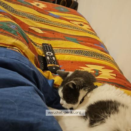 Photo 1/1 Hugo Chat lost in Meaux