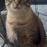 Picture of cat lost at Saint Barthelemy