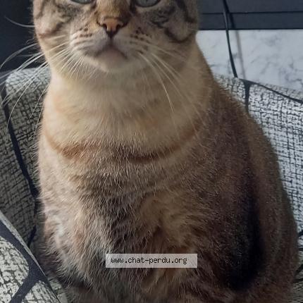 Photo 1/1 caramel Chat lost in Saint barthelemy