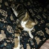 Picture of cat lost at Chateauponsac