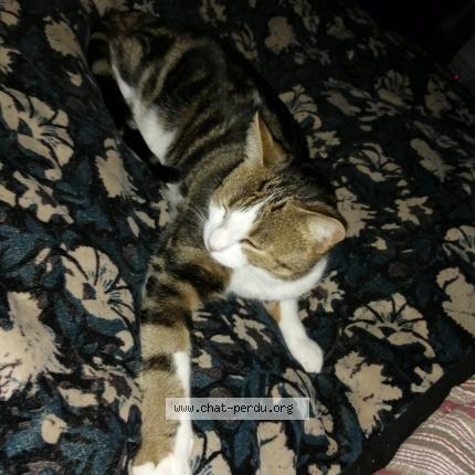 Photo 1/1 Moon Chat lost in Chateauponsac