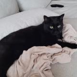 Picture of cat lost at Fully